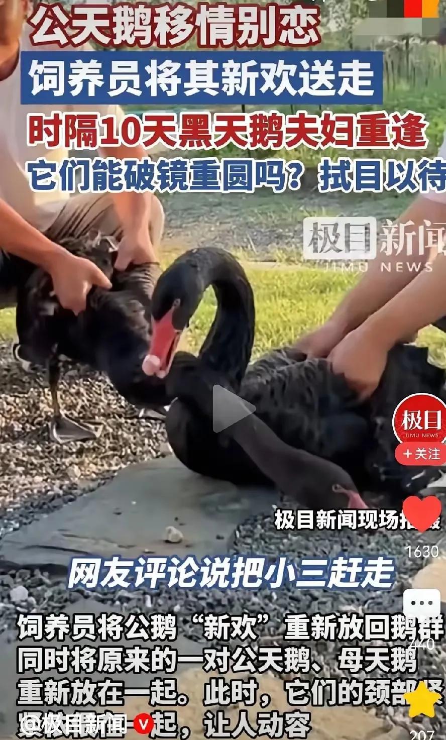 赶走小三，黑天鹅夫妇终于破镜重圆了！黑天鹅夫妇很开心、饲养员很高兴，很多网友却意