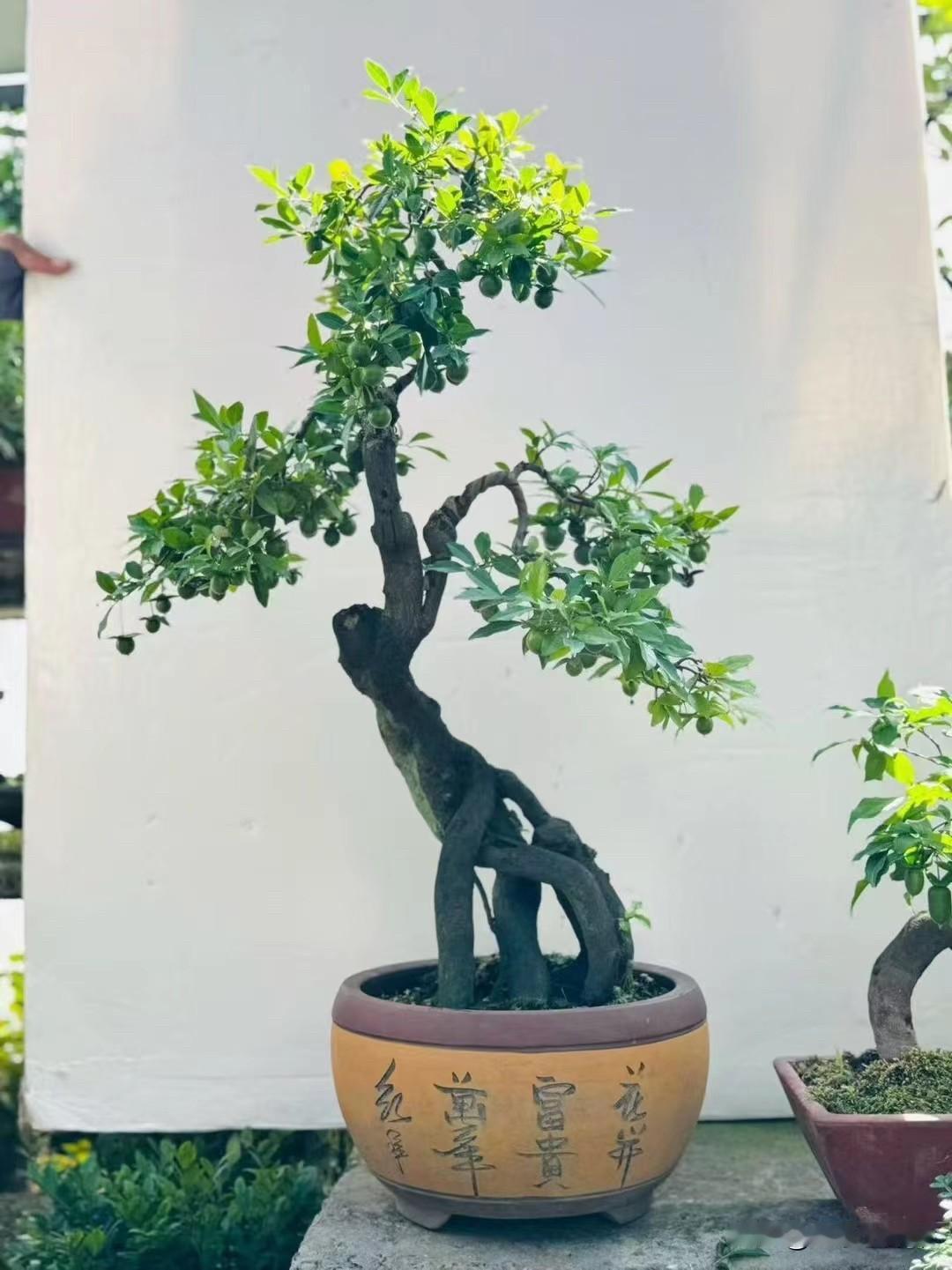 一盆生机勃勃的盆景，绿意盎然，尽显自然之美。自然树桩盆景