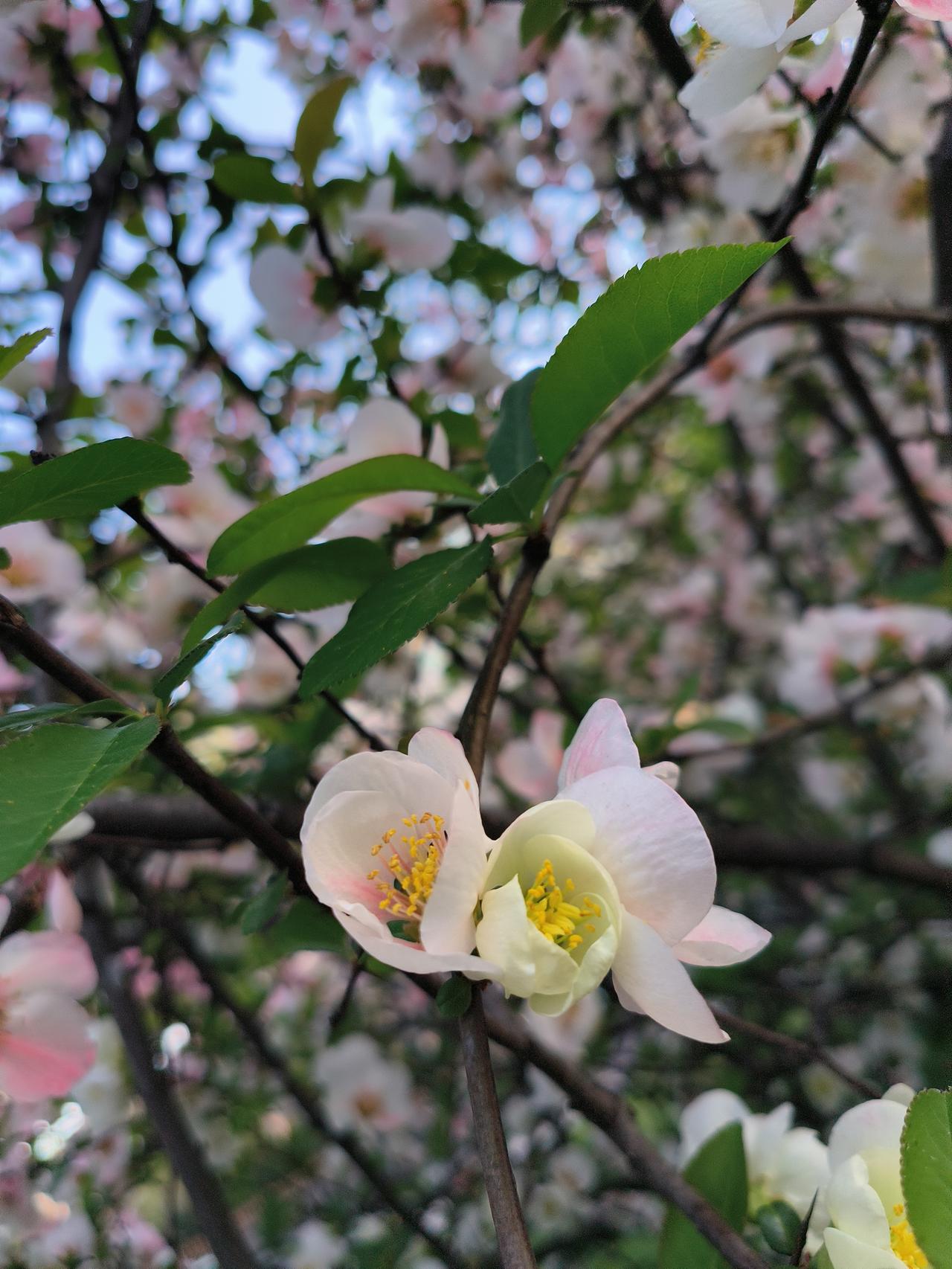 花草🌿日记…🌸🌸🌸🌸去年的今天随手拍实景图分享！海棠花🌸樱花