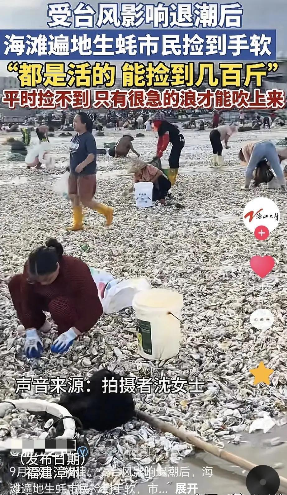这场台风送来的海鲜大餐太突然了。福建漳州海滩上挤满了人，台风把大量生蚝冲上岸