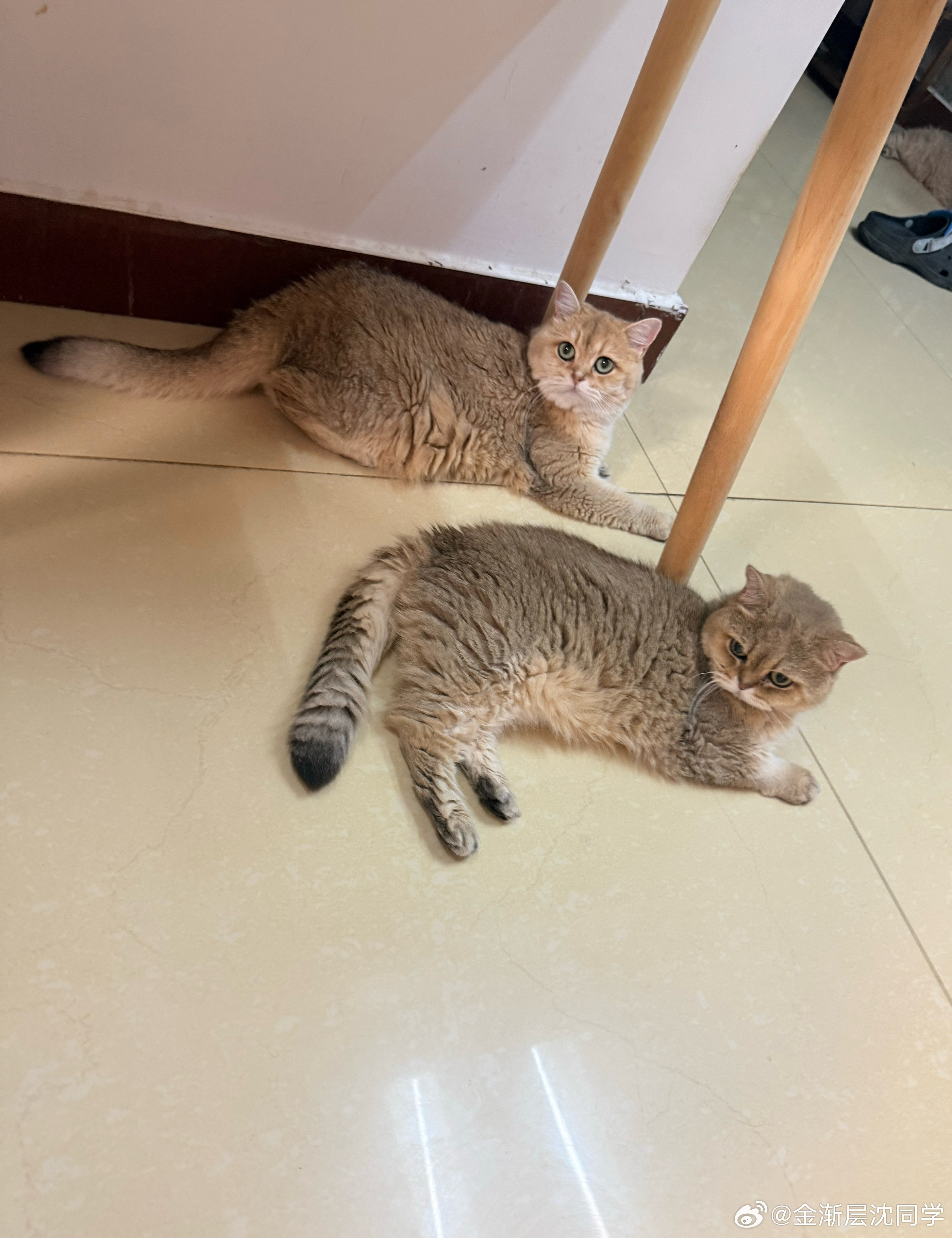 母女猫萌宠猫咪