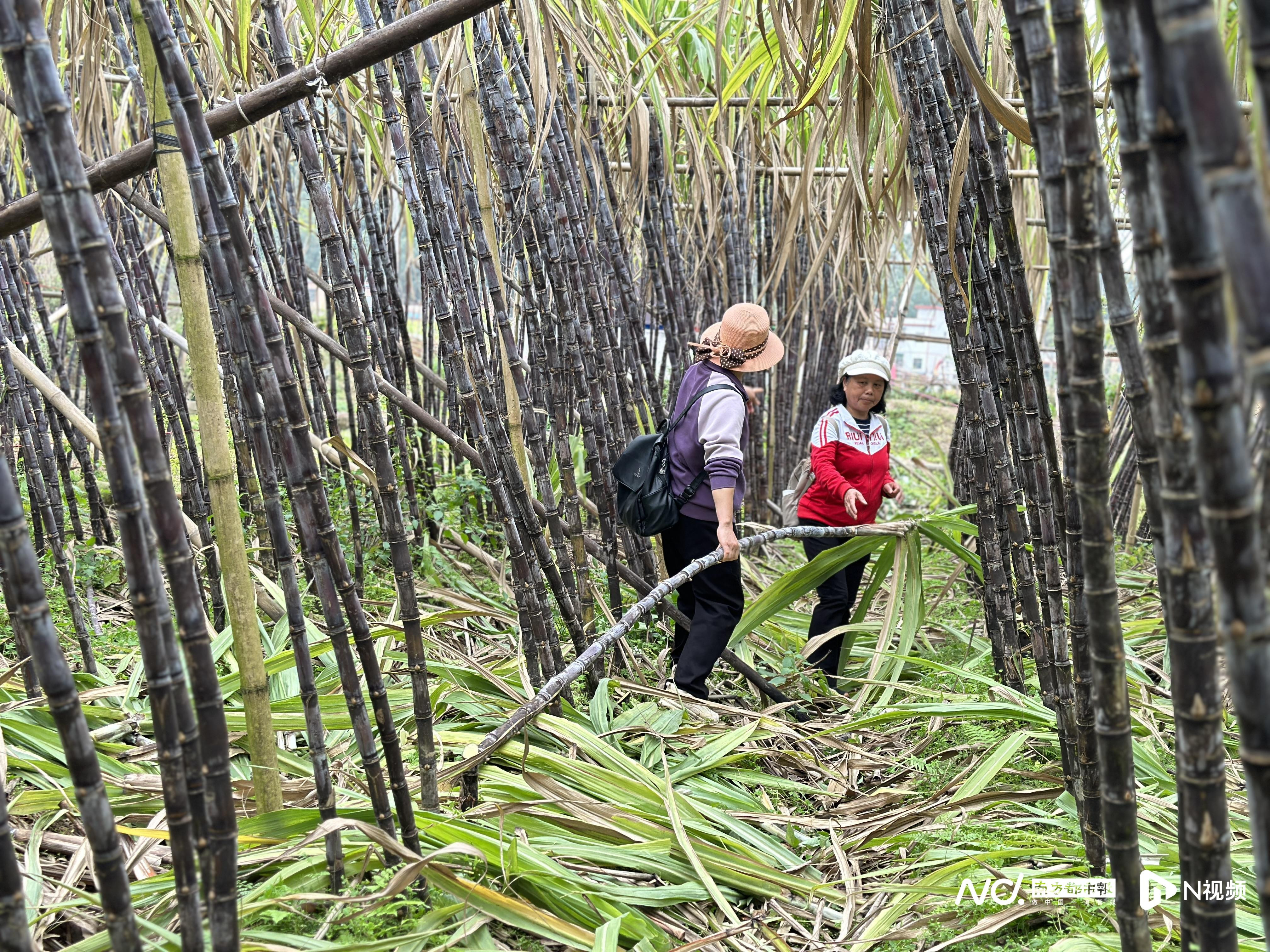 #各方认购15万根滞销甘蔗为农户纾困#【#广东英德甘蔗滞销两天被认购15万根#】
