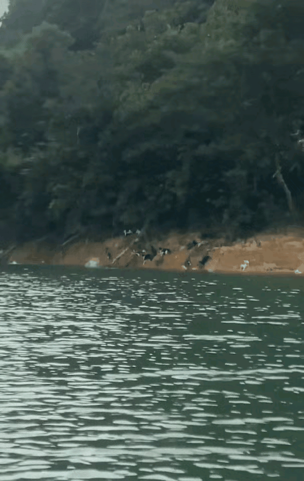 广东清远水库边前几天可出大事了，一群老人把上千只小猫倒进水里，说是放生积德。小猫