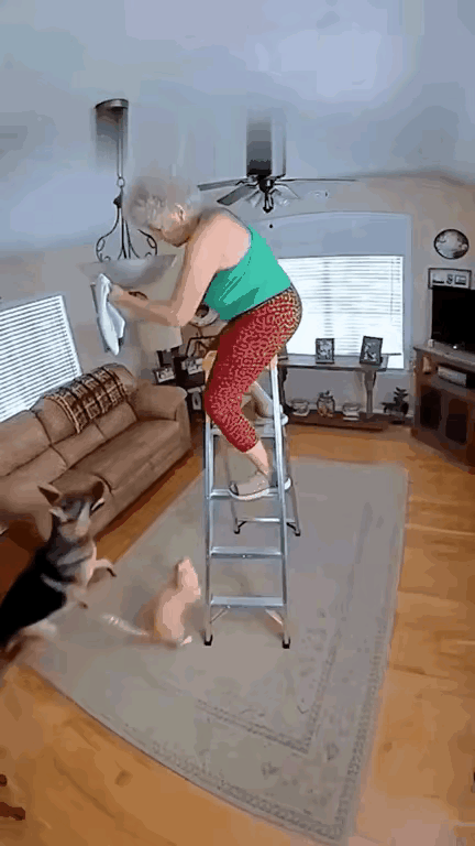 怨猫🐱？还是怨狗🐶？这两个兽是真能疯啊！狗🐶忘乎所以扑倒了梯子，老太太没防