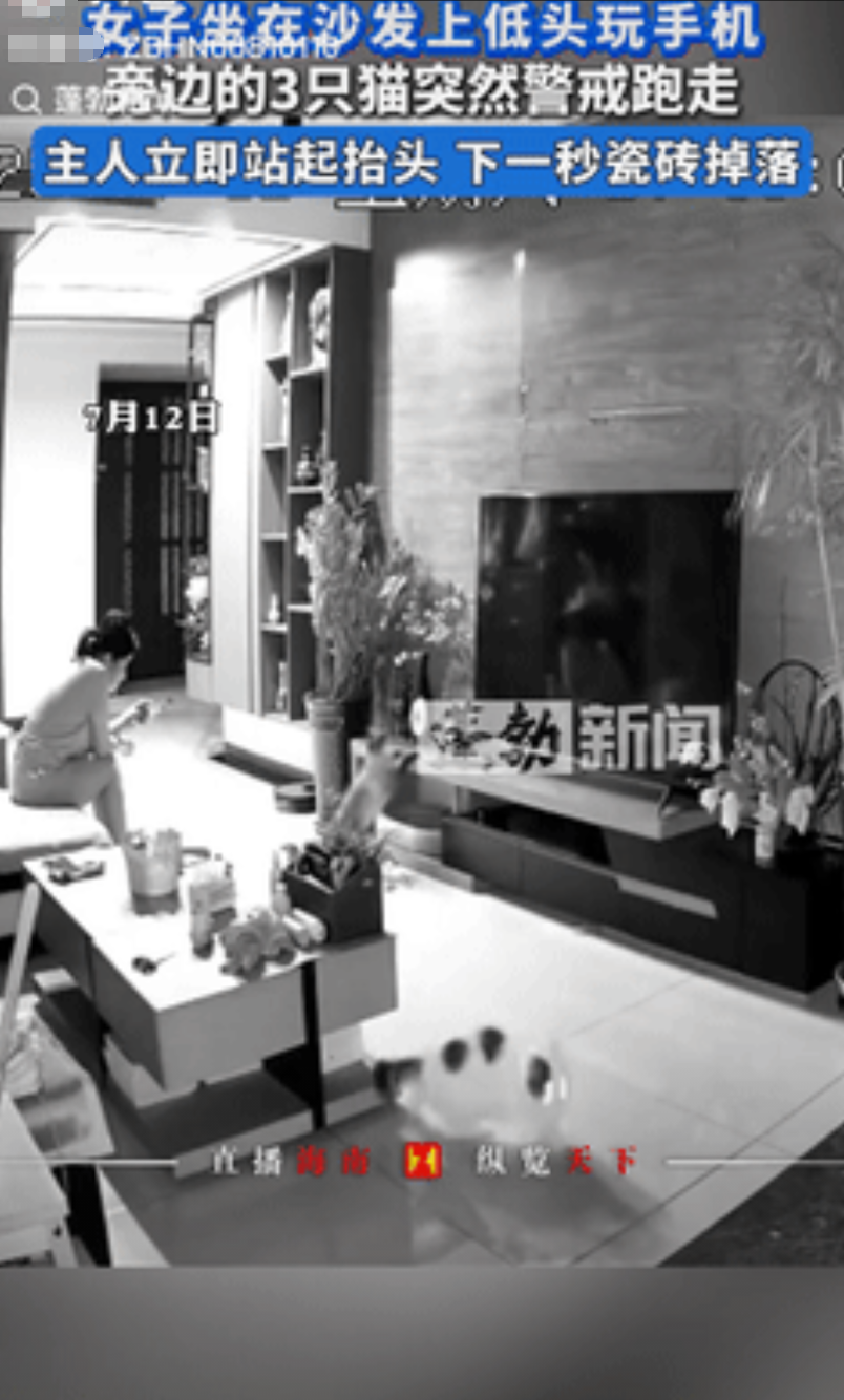 “不幸中的万幸！”山东一女子坐在沙发上低头玩手机，旁边趴着的3只猫突然伸长脖子进