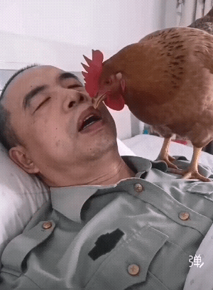 这只老母鸡真会找地方生蛋![捂脸哭]