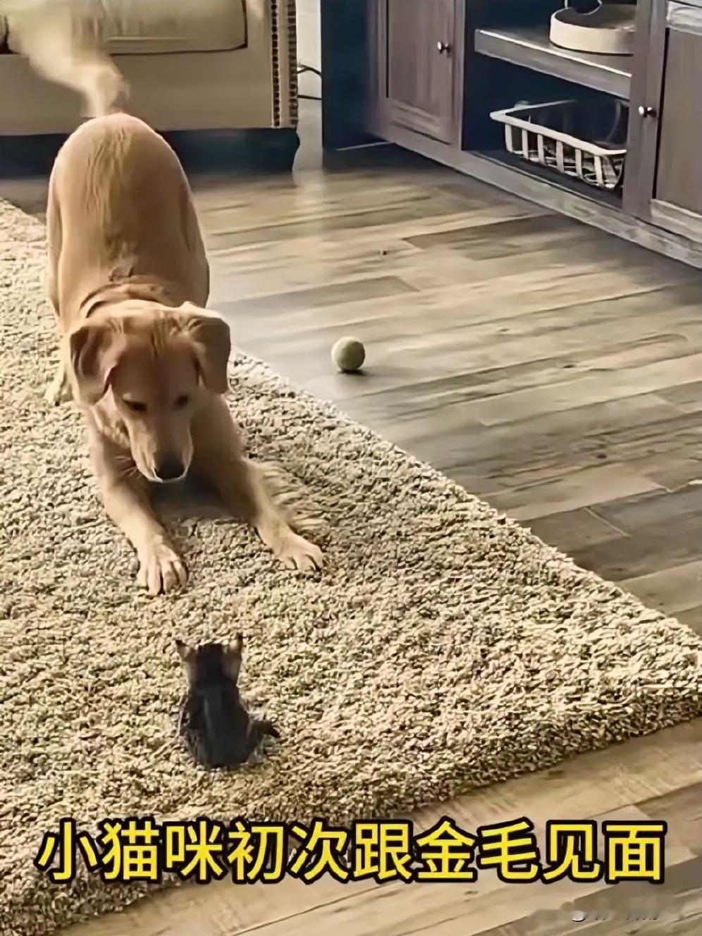 流浪小猫与金毛的治愈羁绊：这是何等神仙般的跨物种情谊！一只流浪小狸猫在林荫道