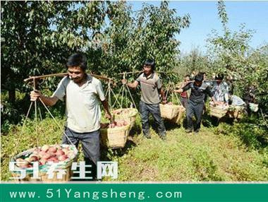长得这么丑的苹果, 路人看到都心疼坏了, 果农却笑开了花!