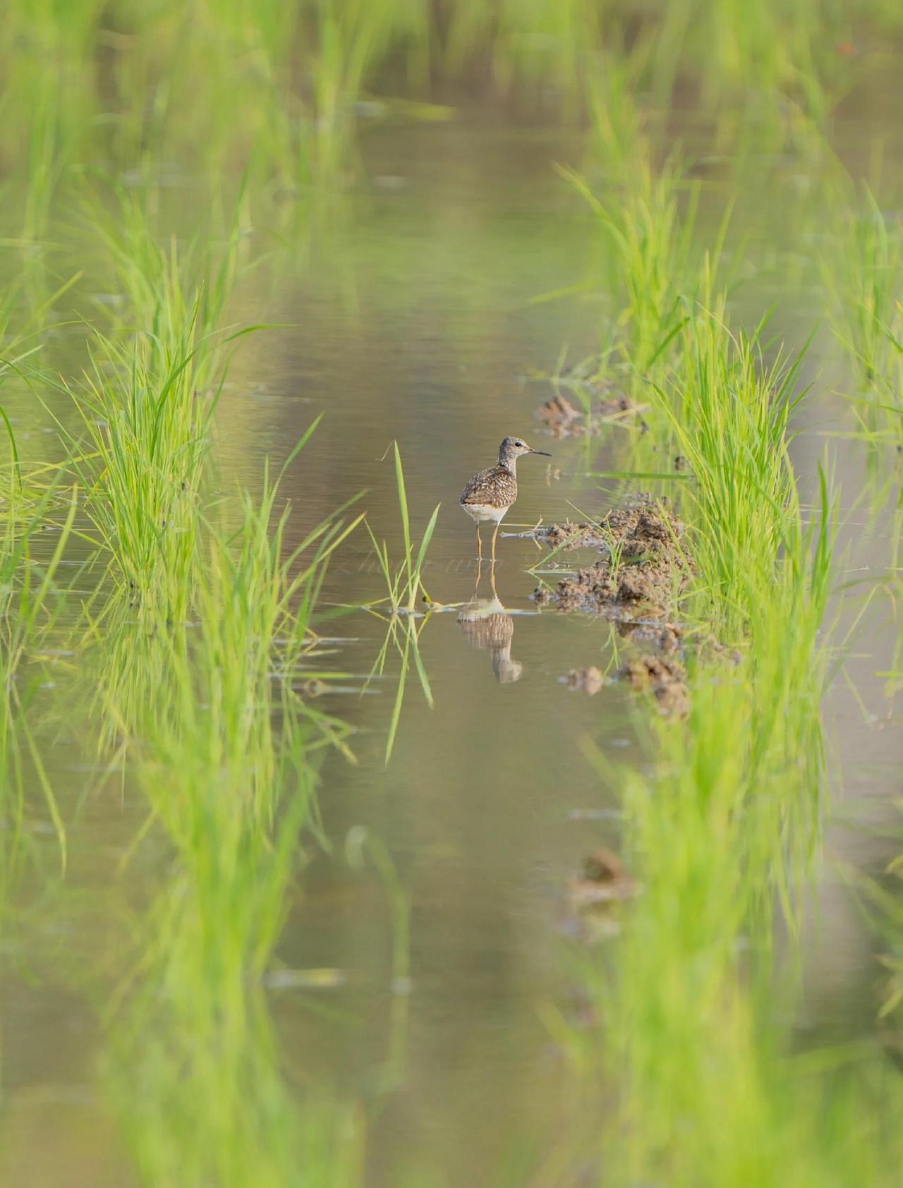 四川成都，76岁大爷独自来到公园晨练，路过一水稻田边时，他蹲下身洗手，结果脚下一