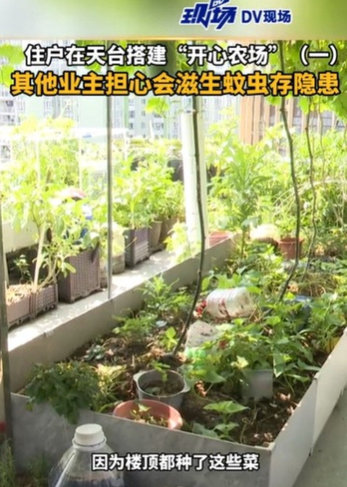 广东广州，一位业主到楼顶，看到周围净是菜，蚊子呼呼扑来，他非常不悦，那位大叔，还