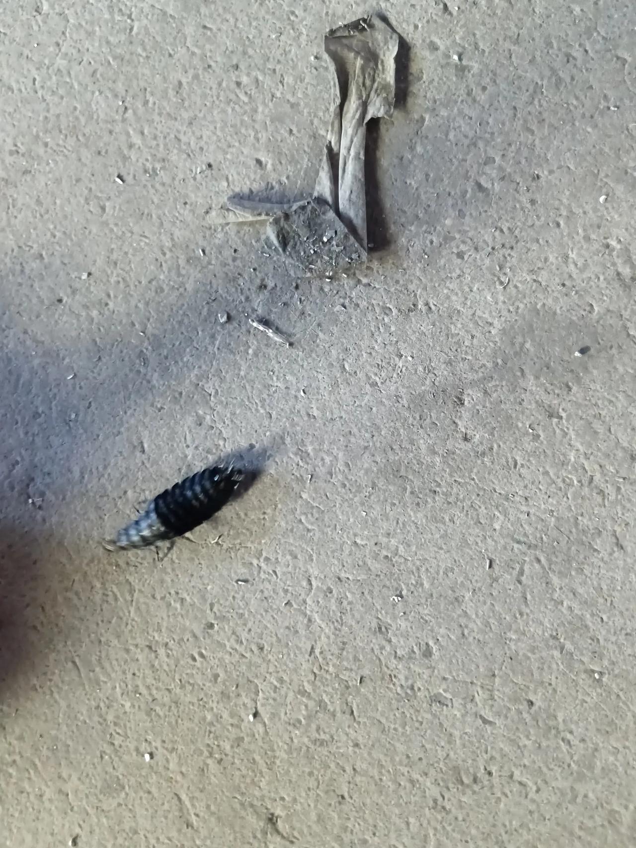 我是不是发现了新物种？有谁认识？