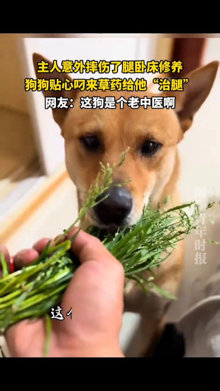 主人意外摔伤了腿卧床修养，狗狗贴心叼来草药给他
