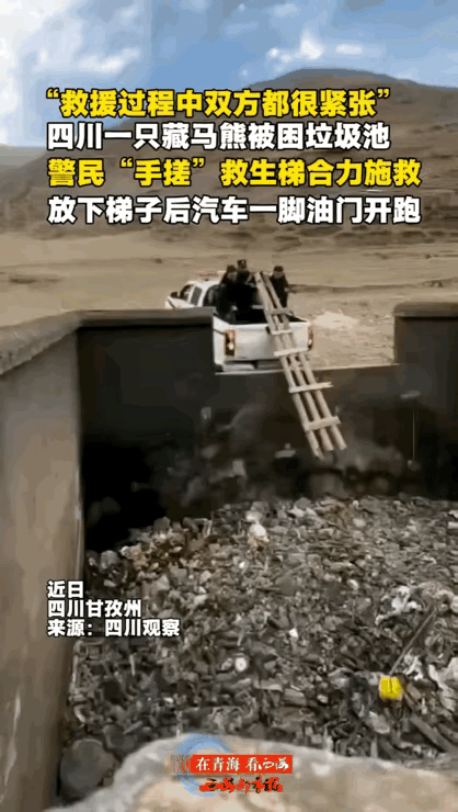 太搞笑了！四川，藏马熊觅食途中，意外坠入4米深垃圾池，警民手搓救生梯施救，不料