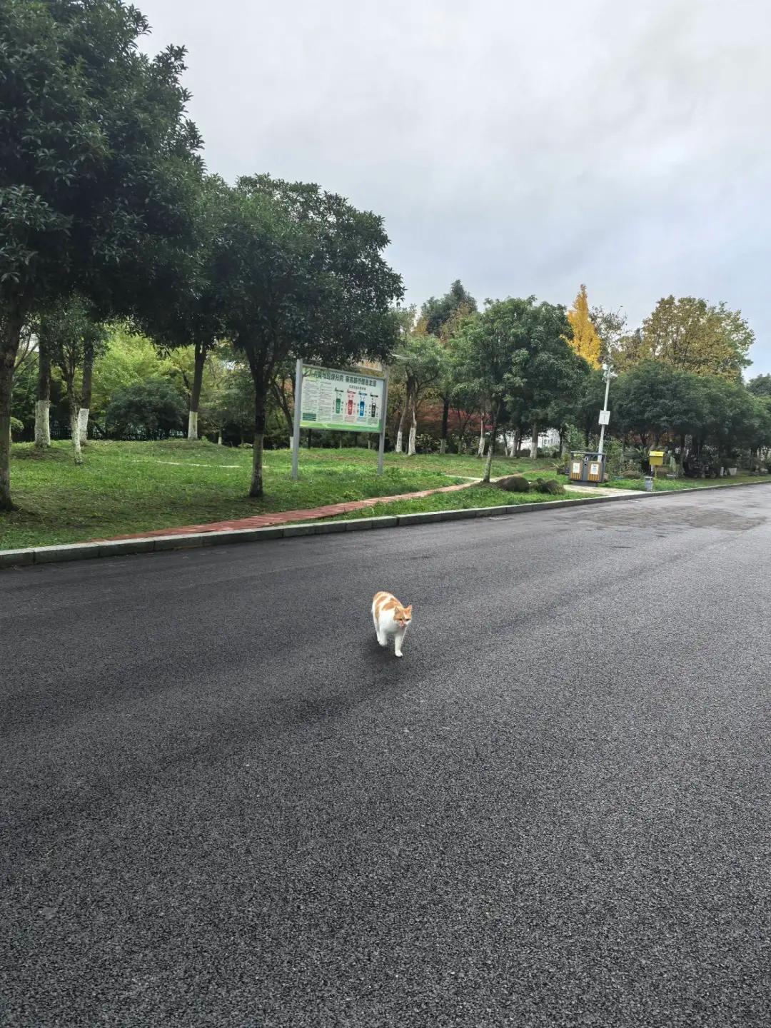 年底连猫咪都出来找工作，难怪工资涨的比胡子还短！