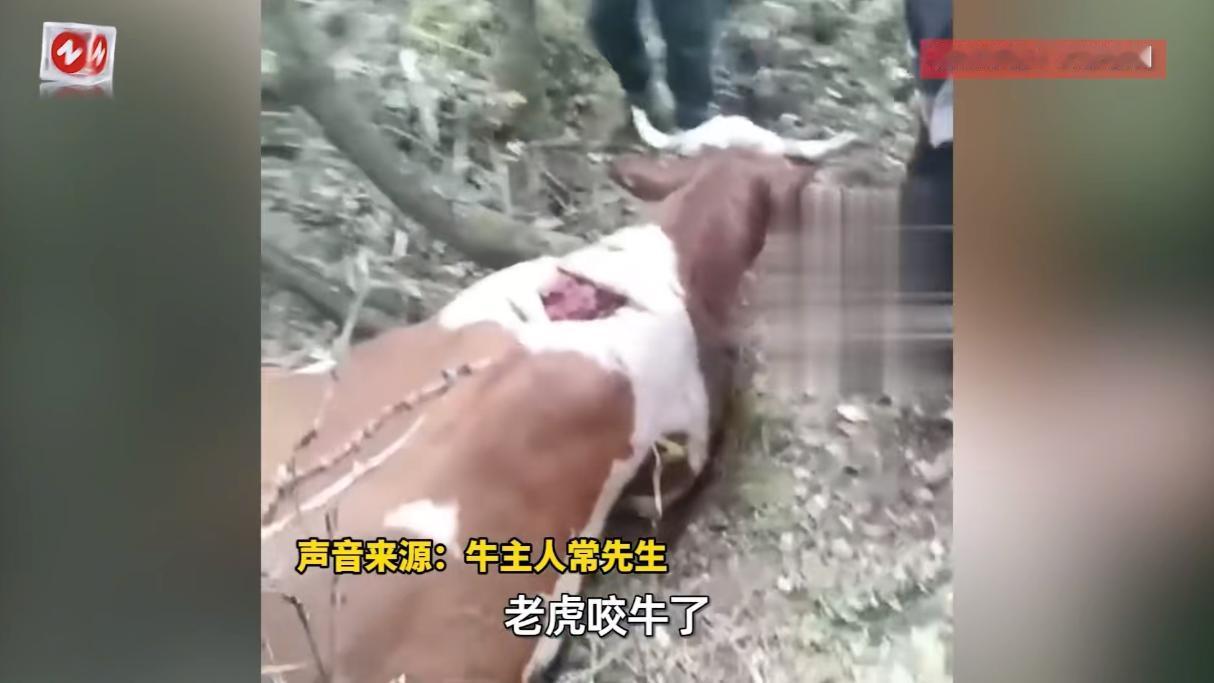 悲剧还是发生了！9月24日，吉林延边，一野生老虎突然出现在山林中，将村民养的2头