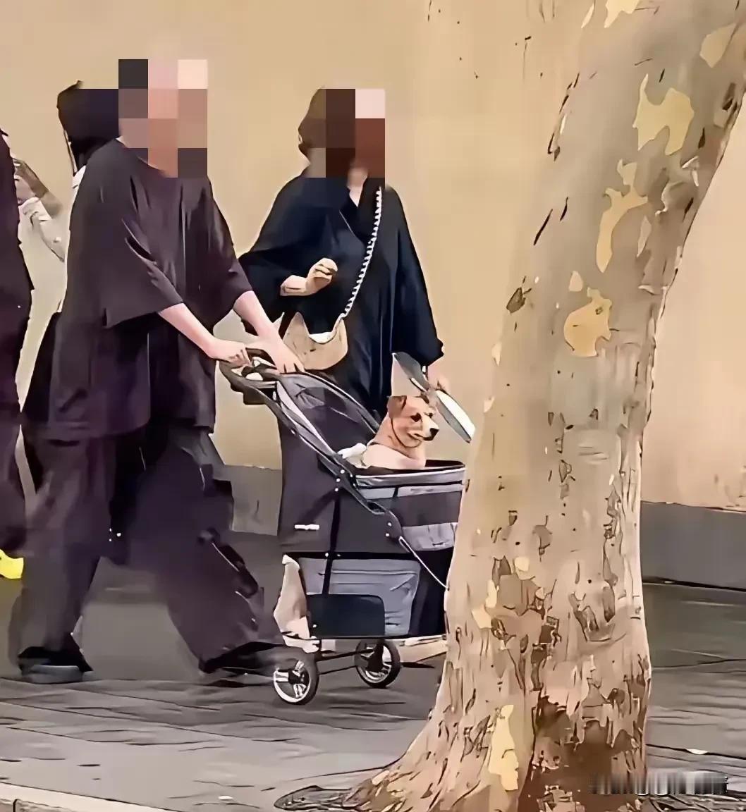 不养娃、养小狗，他们老的时候会享到狗的福吗？男的推着婴儿车，女的拿着扇子不时