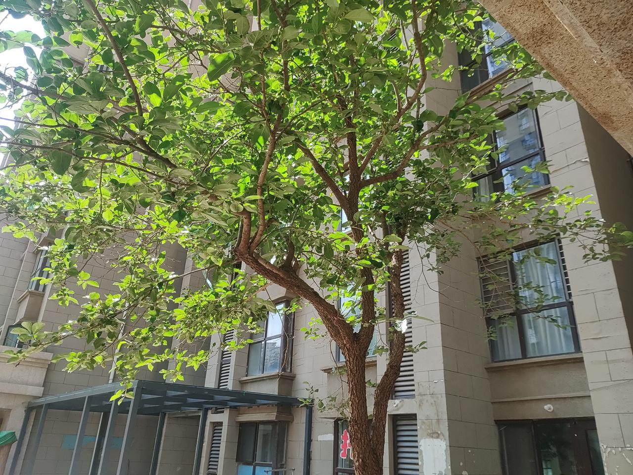 四十岁的盛夏，我站在楼前，将这棵树的光影，轻轻收进镜头里。