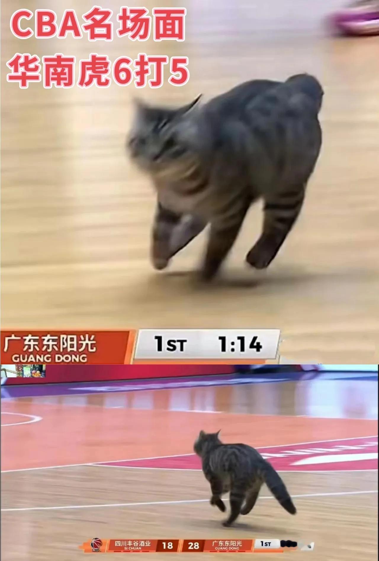 国宝熊猫🐼没空来派狸花猫来了反正都是猫族支持中国篮球事业发展！感谢国宝