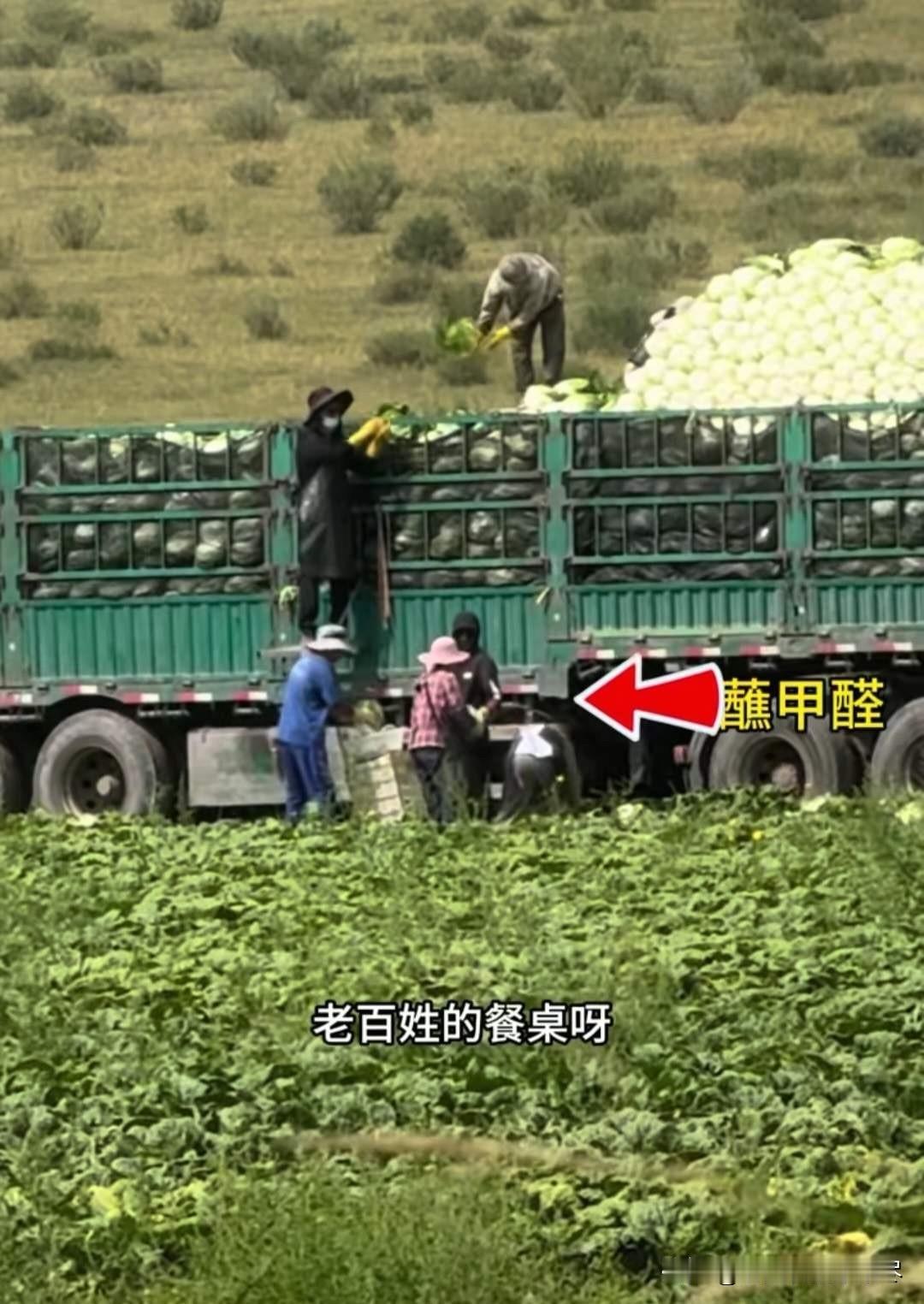 人民日报评河北张家口“白菜蘸甲醛”事件：“荒唐至极，必须从速从严处置！”，这种全