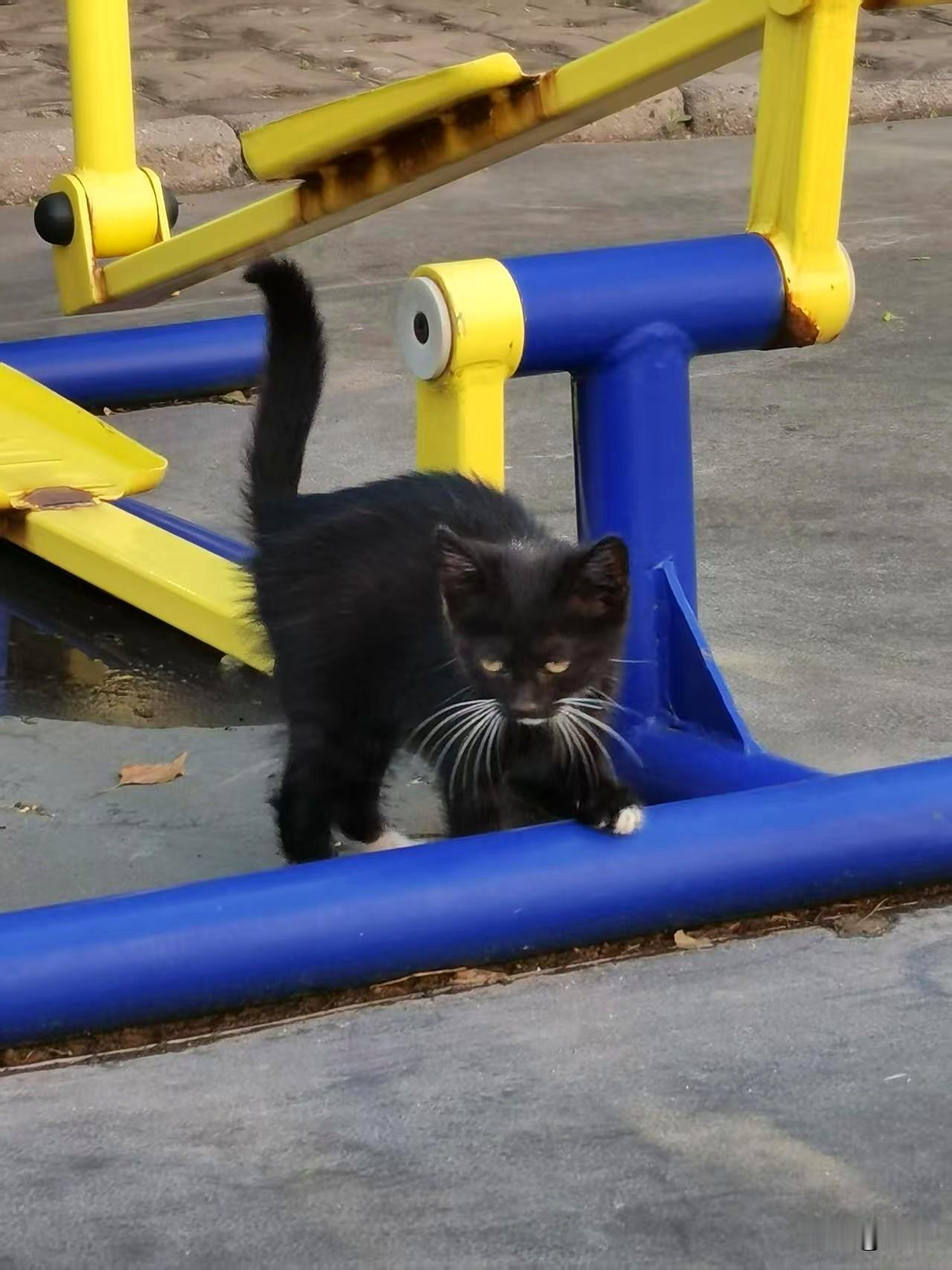 下班赶去健身，半道偶遇了一只软萌可爱的小黑猫。它一点也不怕生，跟着我一路喵喵叫。