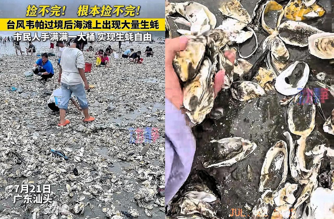 这回发财了！广东汕头！附近村民知道后，全家老小都出动了，有人甚至捡了几百斤，简