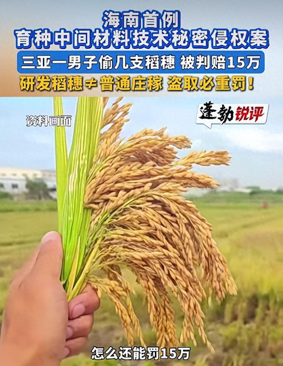 “冤不冤？”海南三亚，一名男子偷了几支稻穗，被法院判了赔偿15万。男子在法庭上声