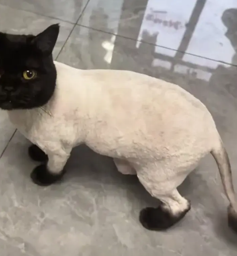 近日，一26岁女生养了一只小猫，由于最近天气炎热，女生便打算给小猫剃毛散热，谁料