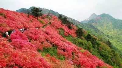 进入4月中旬,婺源的五龙山,大鄣山满山盛开杜鹃花,紫色,竟相争艳