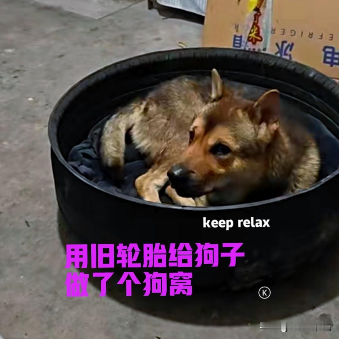 最近气温下降的厉害，在网上看到很多网友，都给自家的狗子安排了狗窝，有的是在网上买