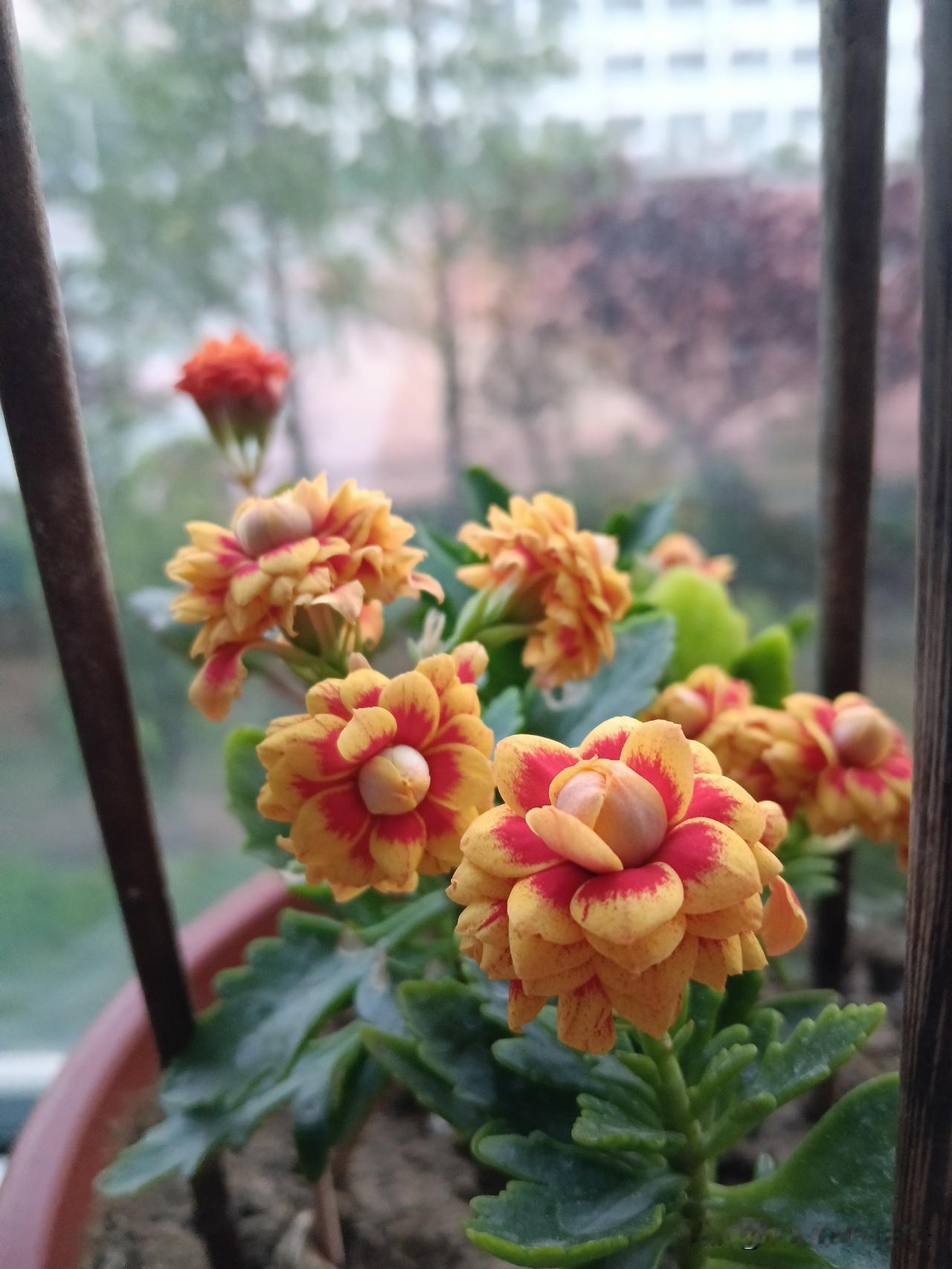 第一眼就看清一个人的办法1.头发硬而黑，不缺吃和穿。2.头发硬而粗，一生好辛