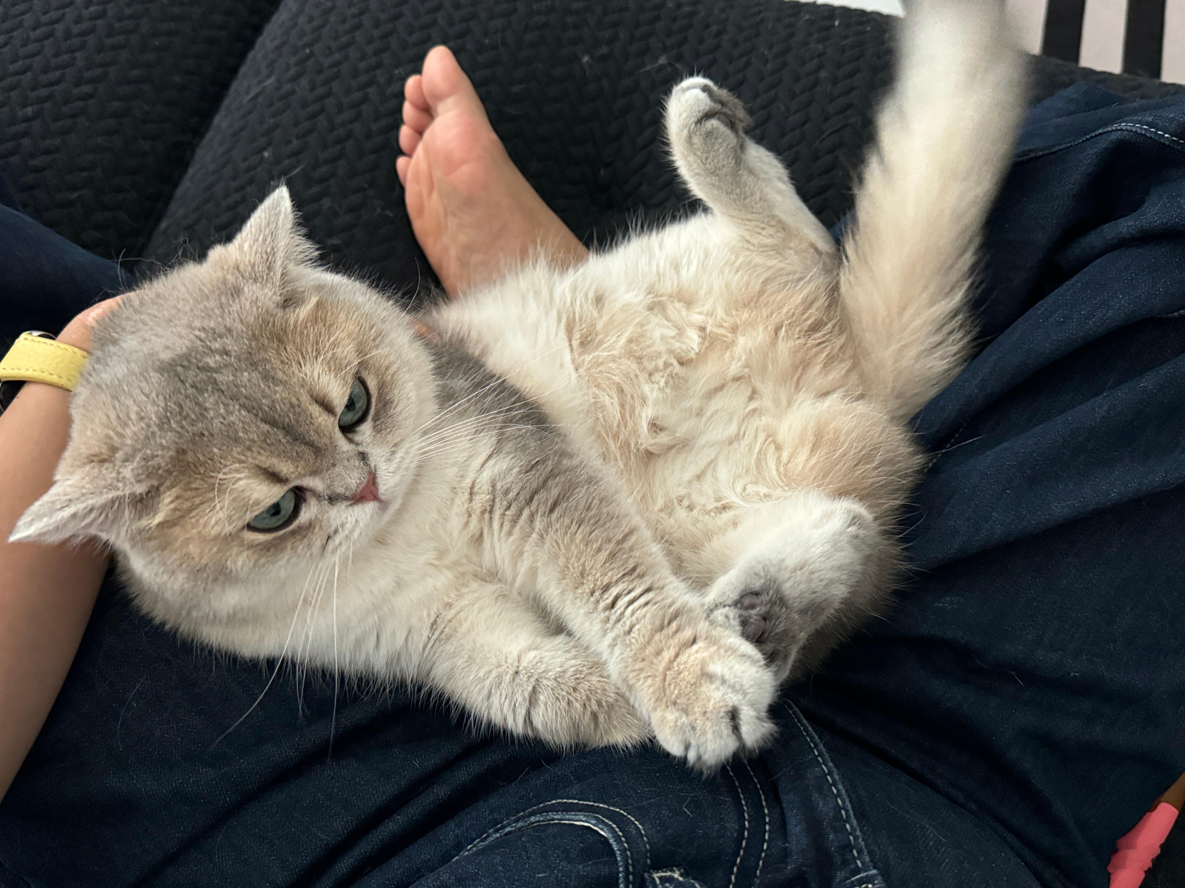猫猫怎么这么好rua啊，完全停不下来，世界上真的不能没有小猫[哭哭]​​​