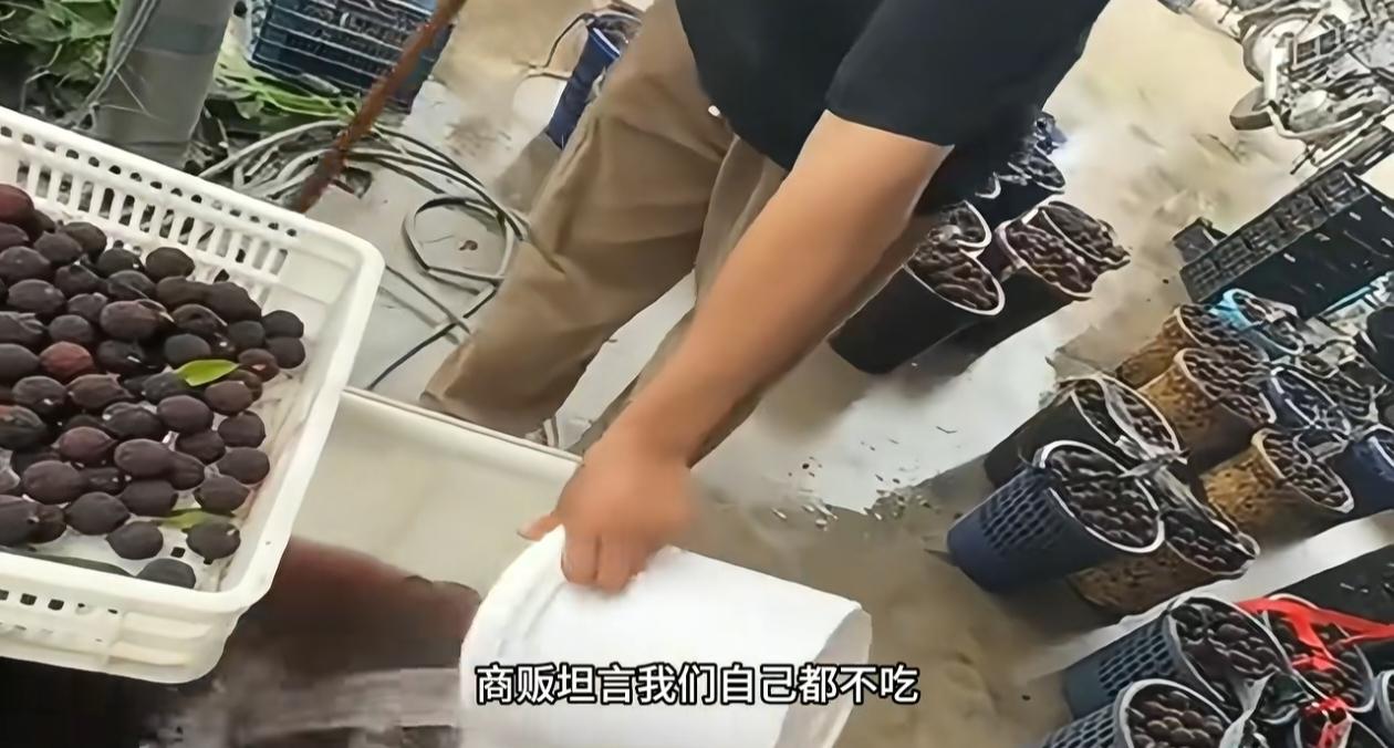 杨梅上市季，福建漳州浮宫镇十余处杨梅收购批发点被曝光存在严重违规加工行为。商贩将