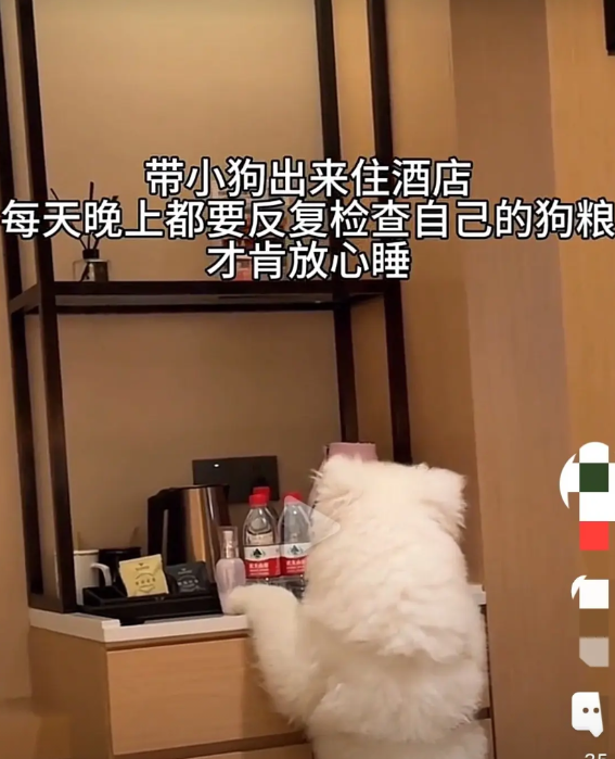 这哪还是狗呀，比人都讲究！一男子带自己的宠物狗住酒店，每晚临睡前，狗狗都要亲
