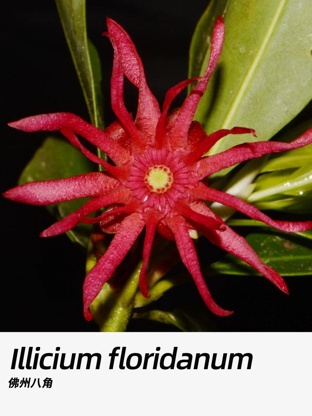 带你每天认识一种花材404｜佛州八角