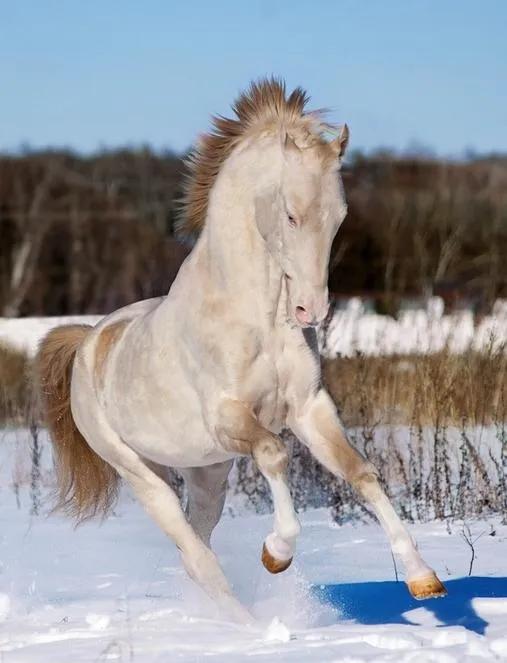 冷知识，连殉道的哈梅内伊都有86岁，伊朗这些大阿亚图拉，之所以长寿。是因为他们