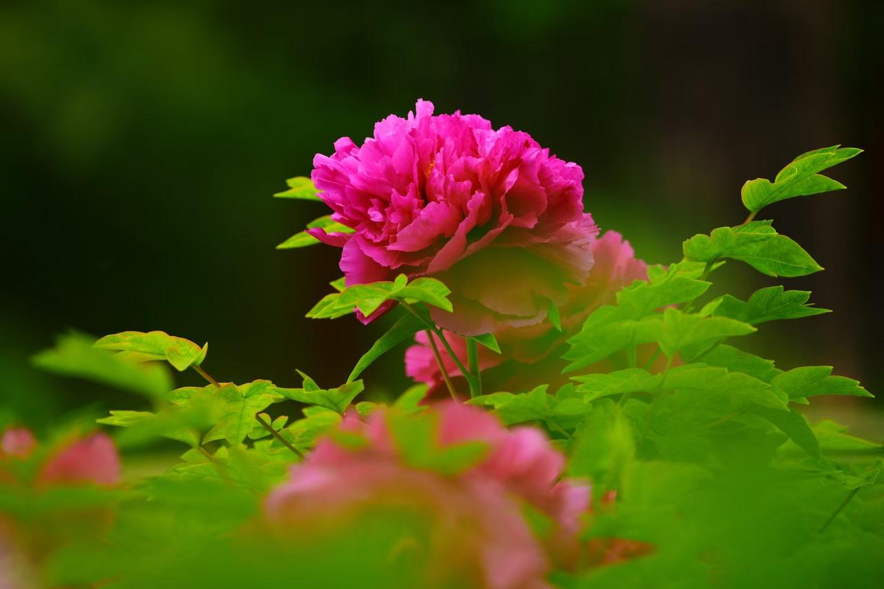 2. 国色天香，雍容自在。一朵牡丹，就盛满了整个春天的底气，愿我们如它，开得尽兴