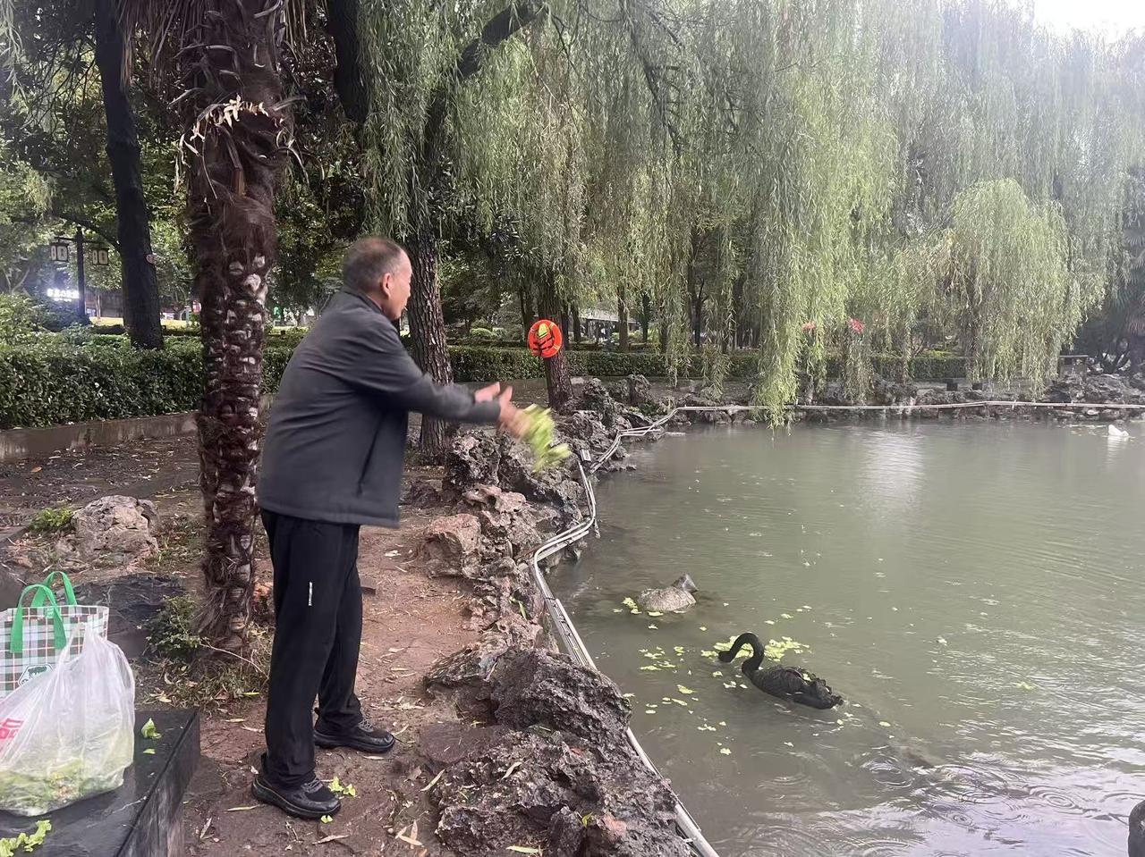 洛阳爱心喂鹅人今天早晨洛阳下雨，我冒雨到西苑公园晨跑。我看到屈师傅一个