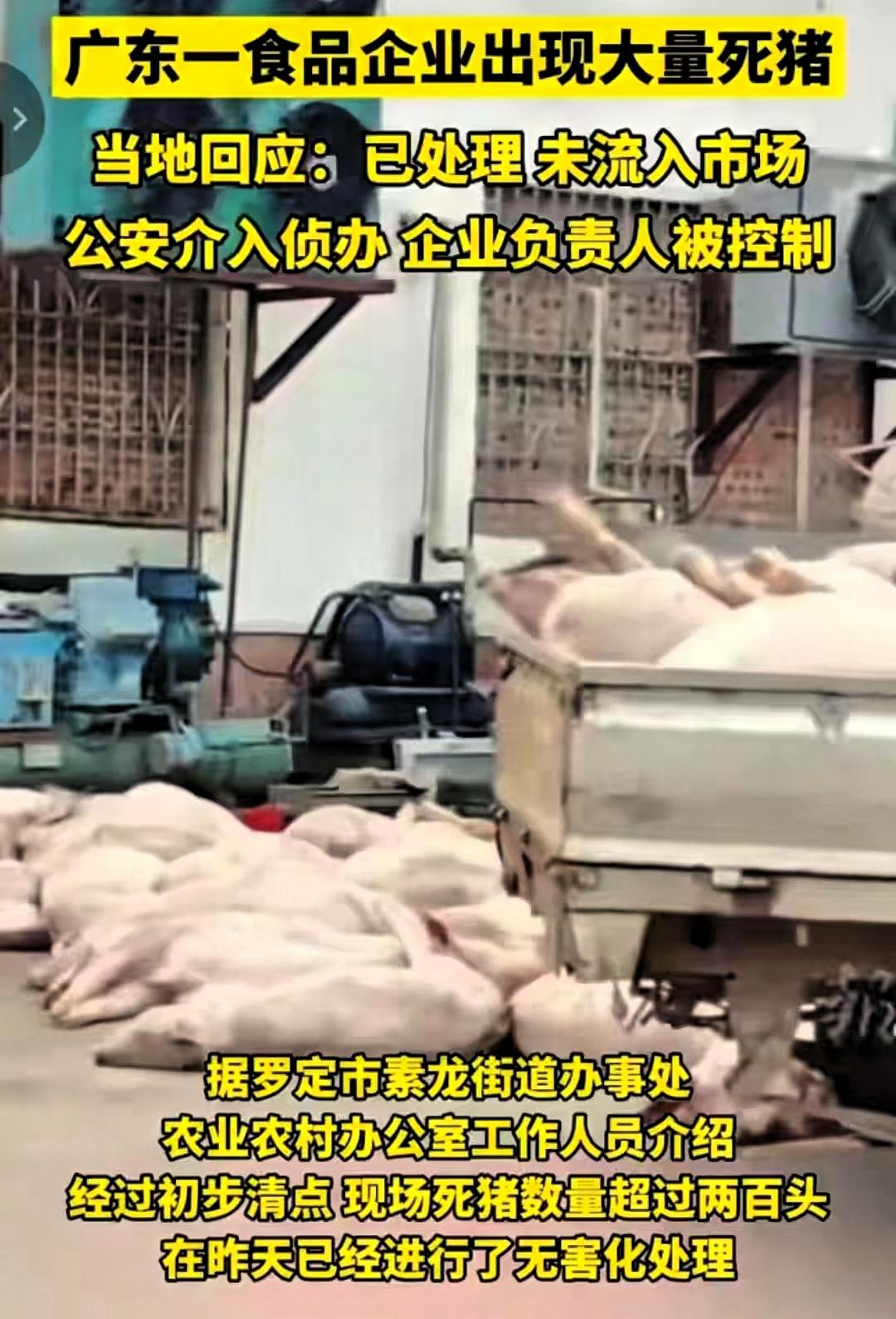 跑不掉了!食品厂收购大量死猪准备加工,老板被抓,当地紧急回应广东有网友爆料,