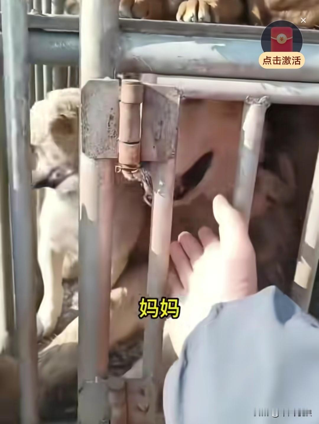 在狗市上，主人无意间瞥见了自家丢失一年半的狗狗，狗狗也一眼认出了主人，不停地喊着