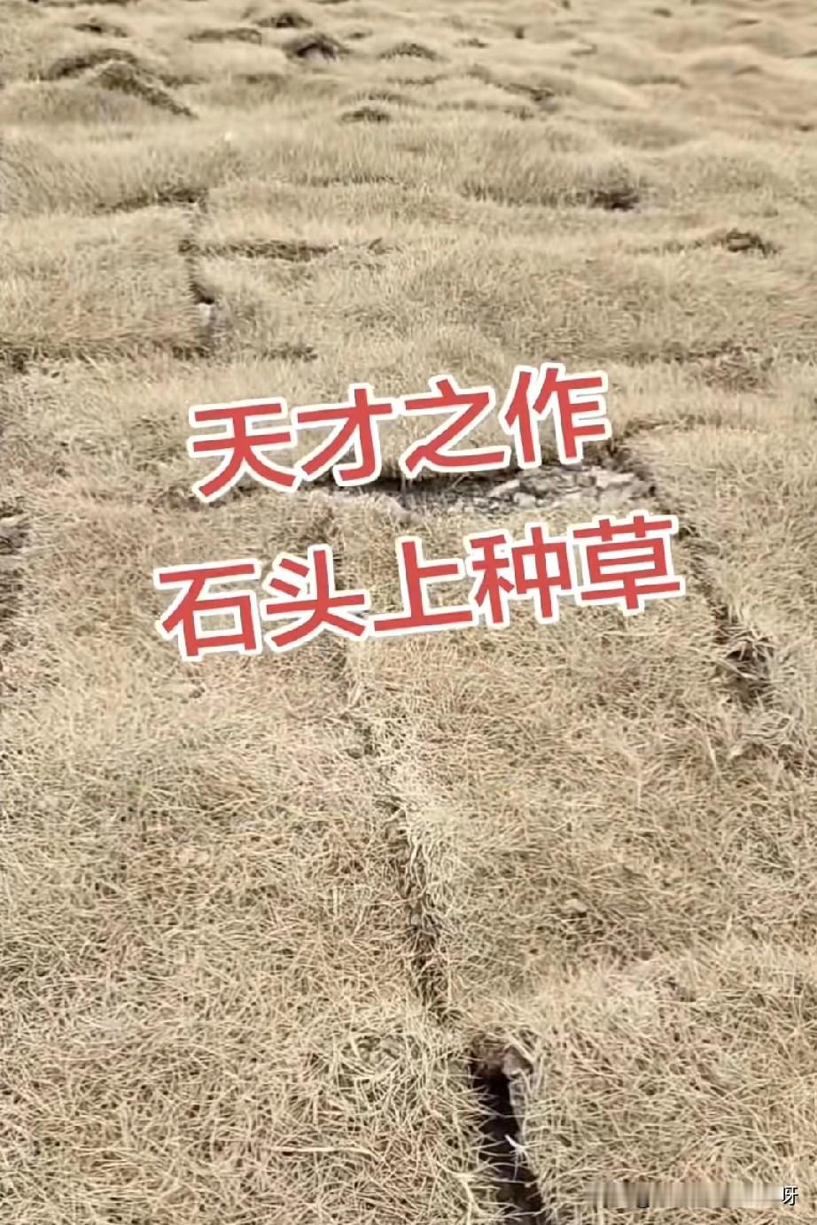 究竟是什么样的天才能想出来铺草坪直接把草坪种在石头甚至石板上，这样的草坪能活吗？