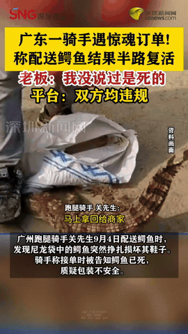 “几十块钱玩什么命？”广东，一跑腿骑手突然接到了送鳄鱼的单子，因为老板事先表示鳄