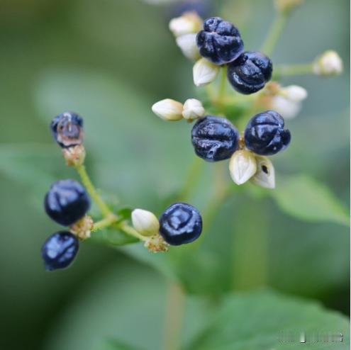 这种野果是童年的味道，你吃过吗？这就是火炭母，蓼科蓼属，多年生草本植物，去湿消