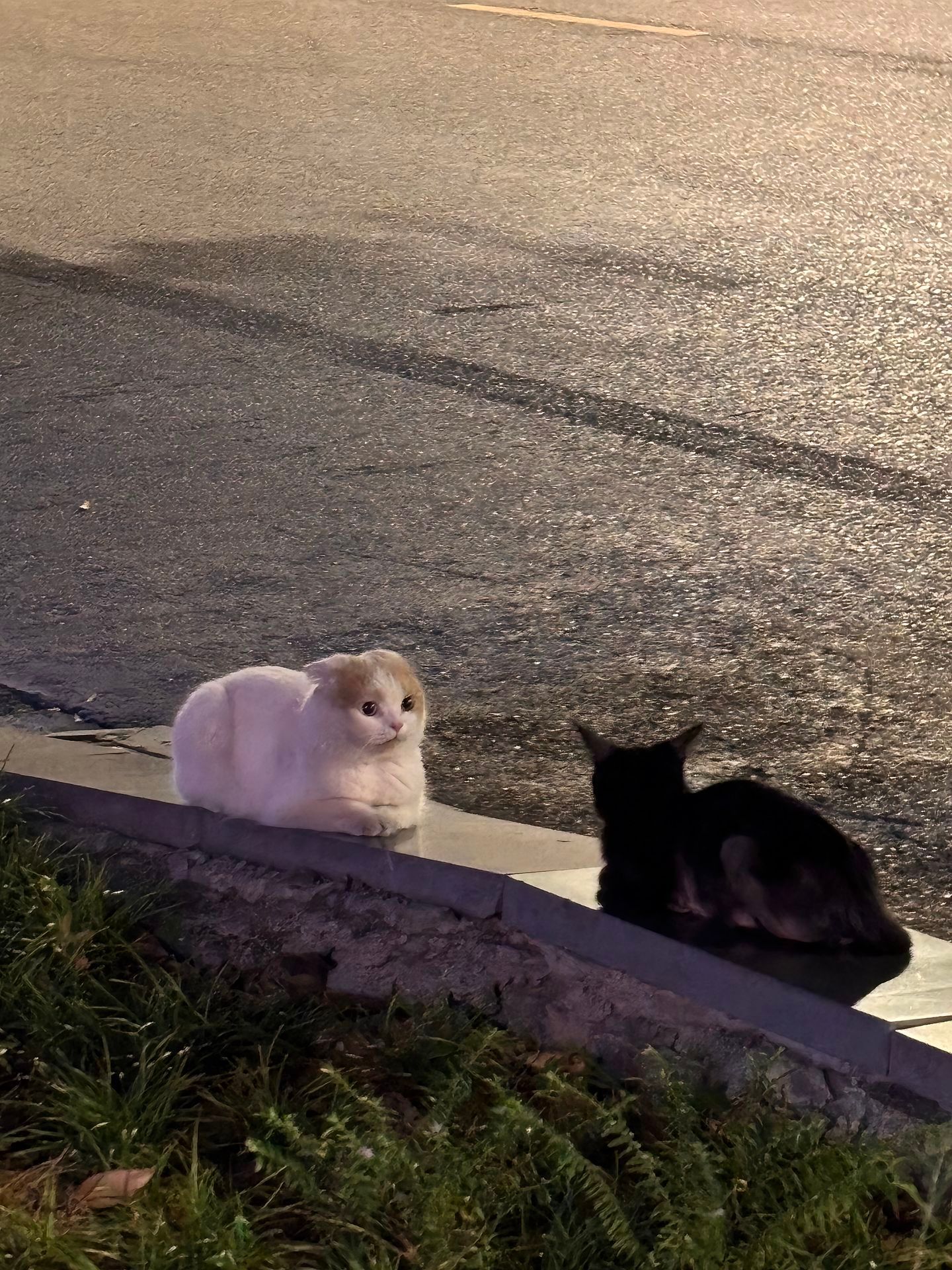 猫咪遇到搭讪：​​​