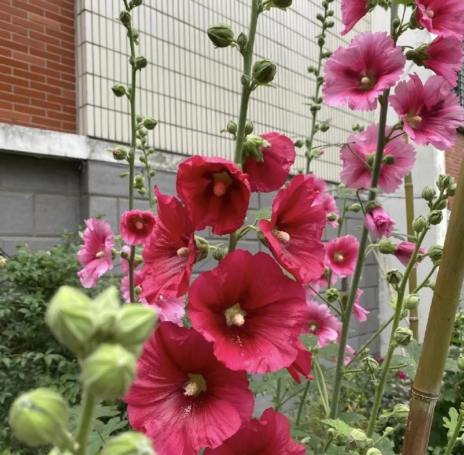 姐姐比我大10岁，姐姐姐夫对我一直挺好的。姐姐生孩子后和公公婆婆一起住，我从高三