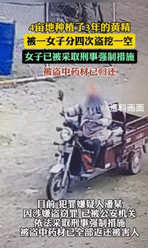 想钱想疯了？5月15日辽宁大连，一男子种了四亩地的黄精，悉心照料了3年之久，眼看