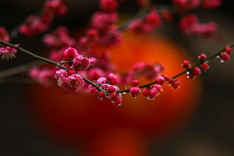 看到“点点红梅斗霜雪”这个上联，我脑海里一下子就开始琢磨下联。上联描绘了点点红梅