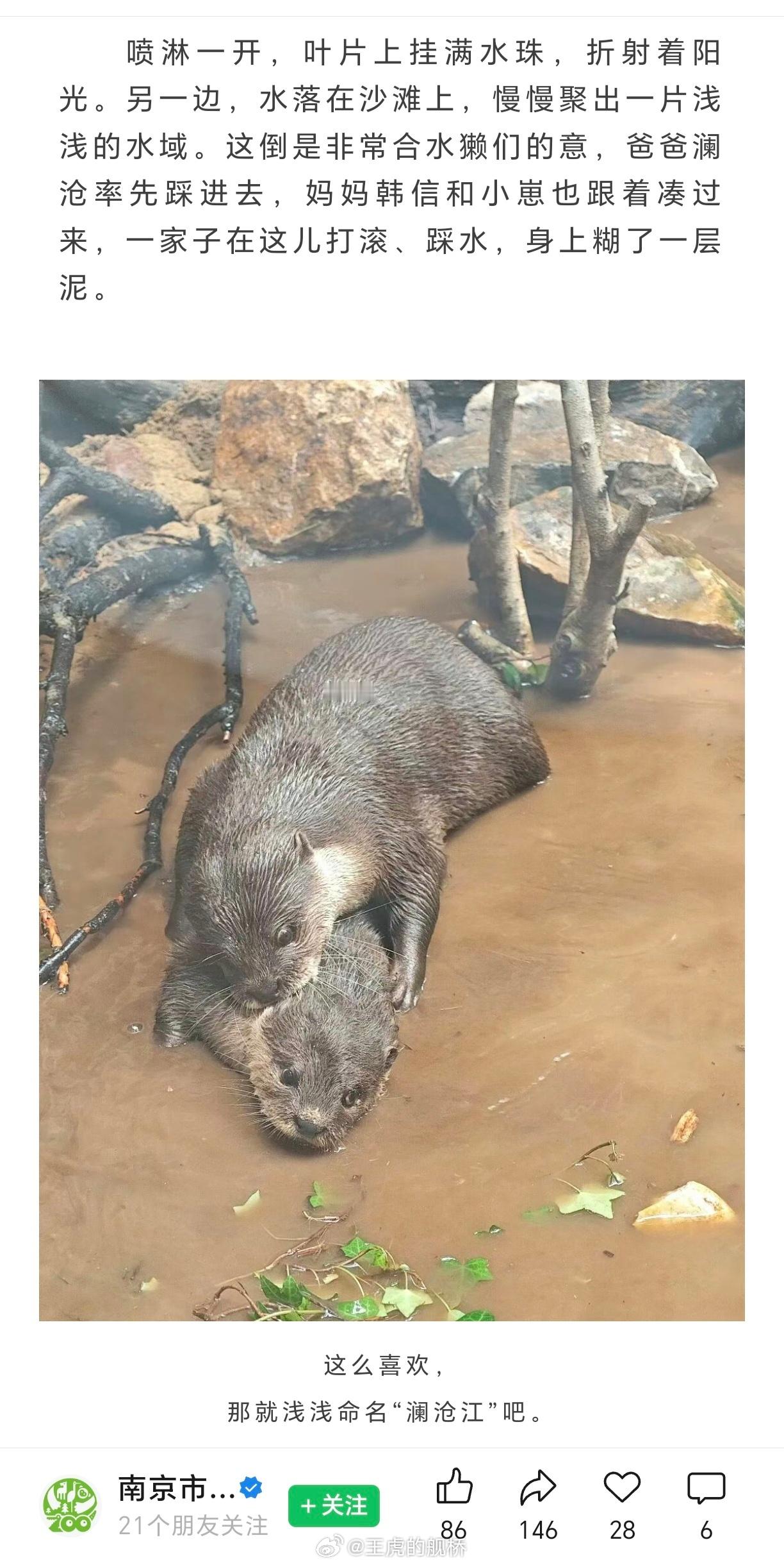 小水獭！小水獭你怎么了小水獭！😭