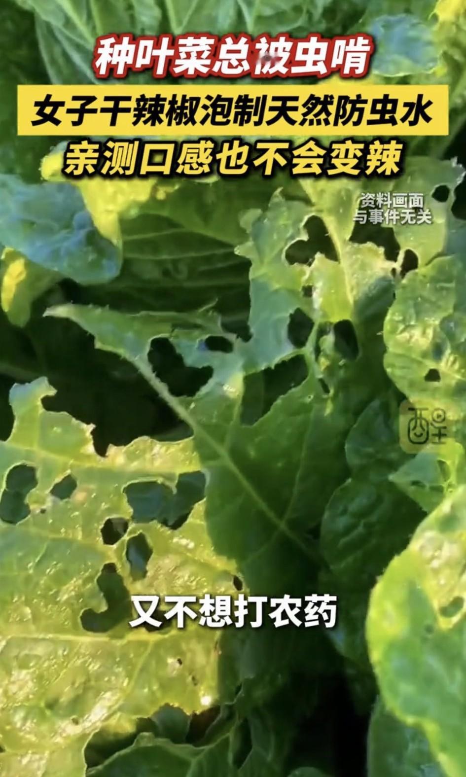 石家庄一女子，种叶子菜两年半，奈何每次菜生长过程中，菜叶总会被虫啃得坑坑洼洼像极