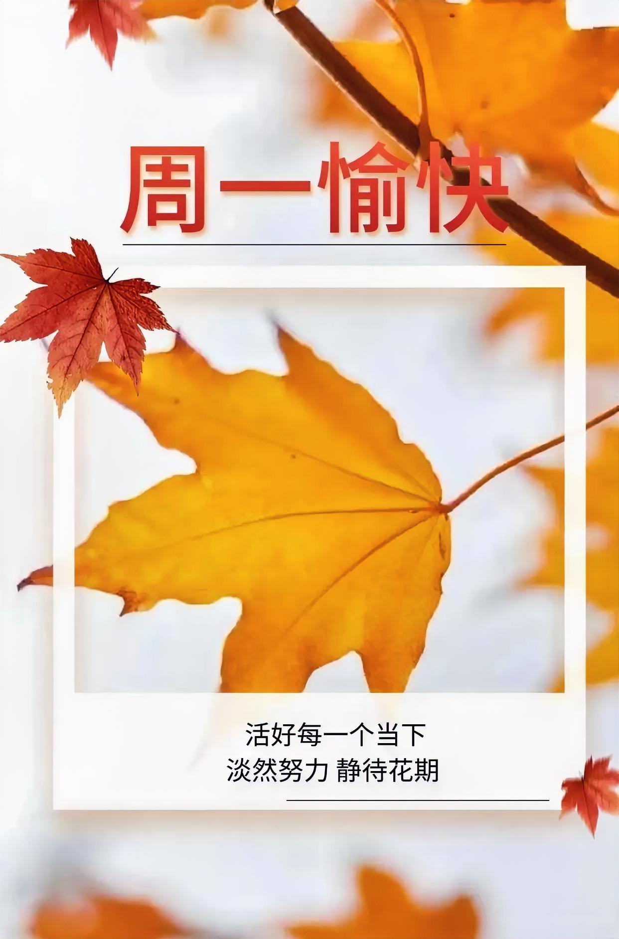 周一愉快！抬眼满屏暖黄枫叶，把寻常日子过成诗。从容蓄力，静候花开，美好正奔赴而来