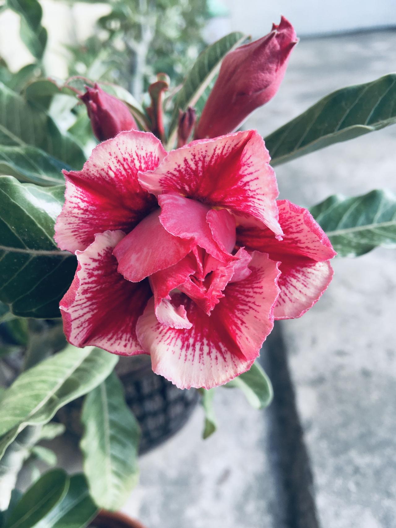 夏天最爱沙漠玫瑰！夏季天气炎热，正是沙漠玫瑰盛开之时，每年就等待酷热天气来到